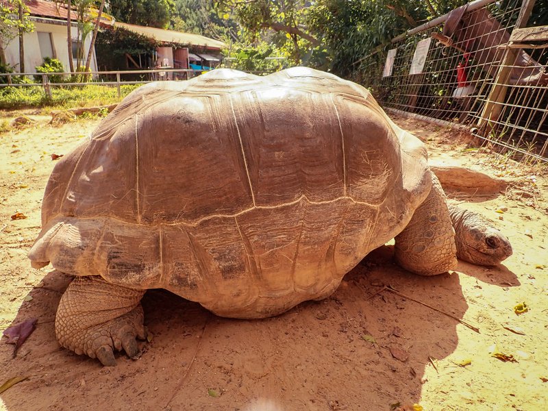 The giant tortoise in the Petting Zoo