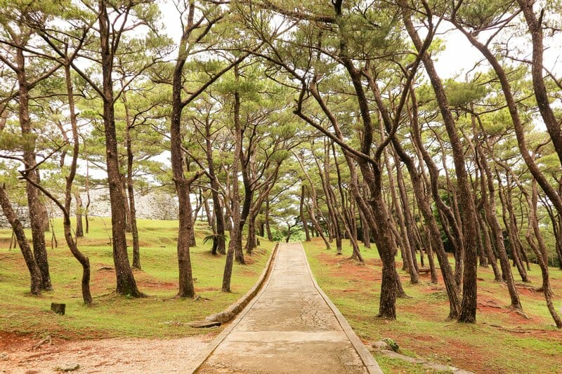 Path through Ryukyu pines