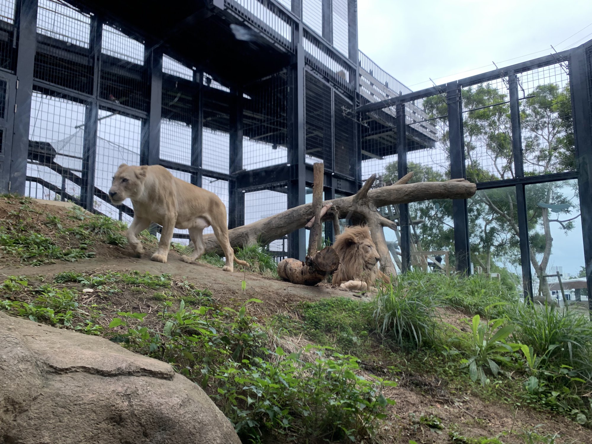 Okinawa Zoo & Museum Review & Photos.Great value family day out.